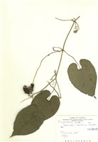 藏品(斑花青牛膽)的圖片